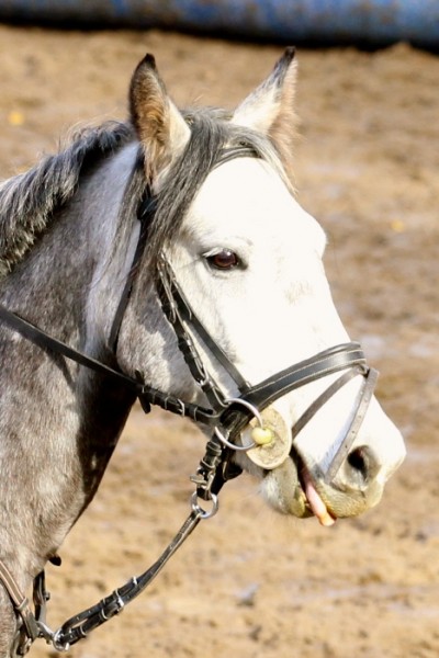 Photo de profil de alliasdu95