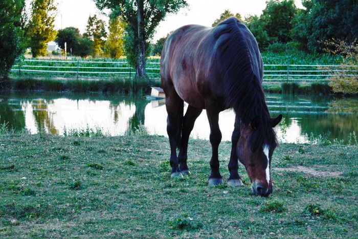 Photo de profil de amelie.grnt