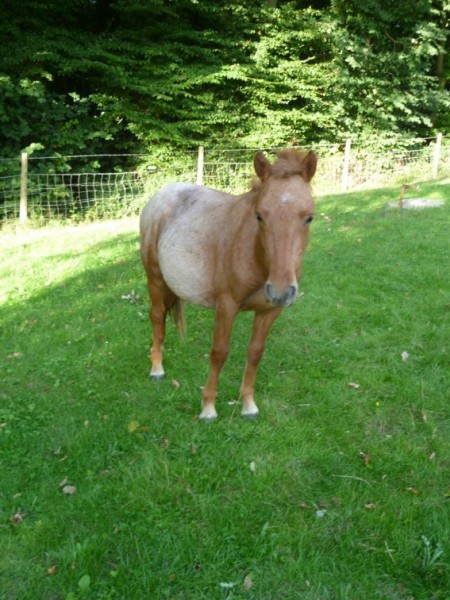 Photo de profil de ananas76