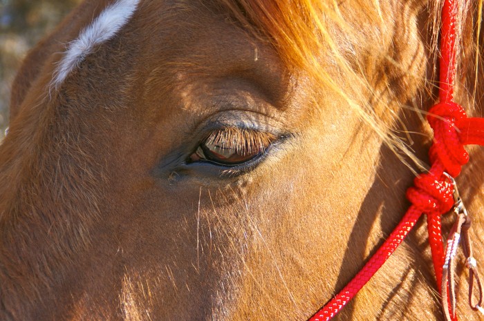 Photo de profil de annepri