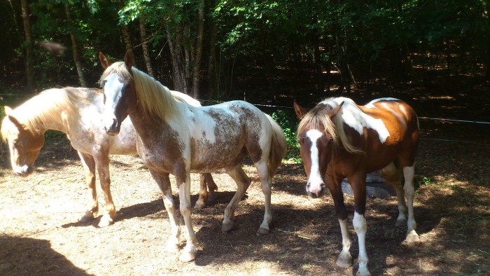 Photo de profil de appaloosafarm05