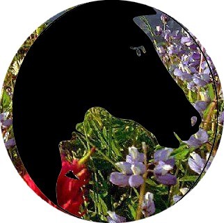 Photo de profil de aromaequin