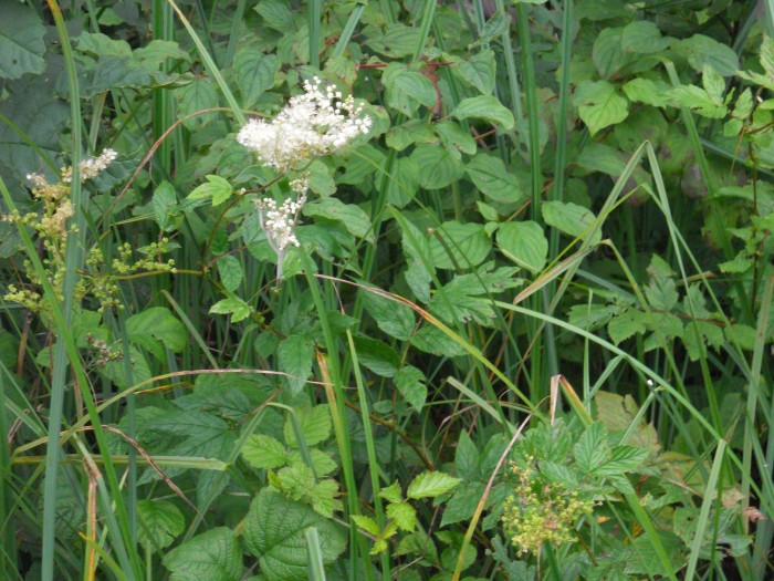 Photo de profil de arome