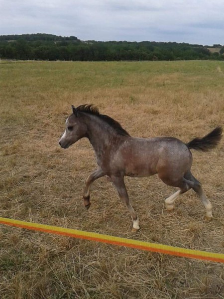 Photo de profil de as2tulipe
