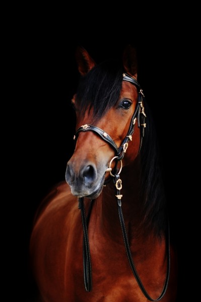 Photo de profil de balcan_elios