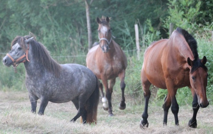 Photo de profil de battlelove