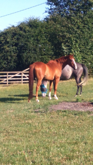 Photo de profil de bideline