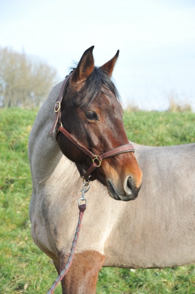 Photo de profil de borispolo