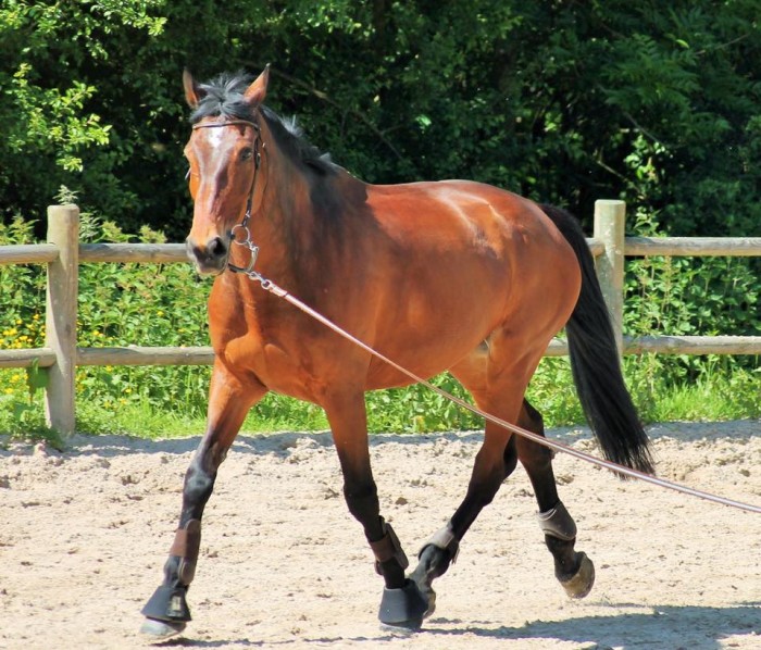 Photo de profil de caileg