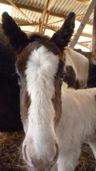 Photo de profil de cameleon69