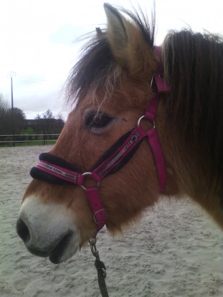 Photo de profil de carolinehorses