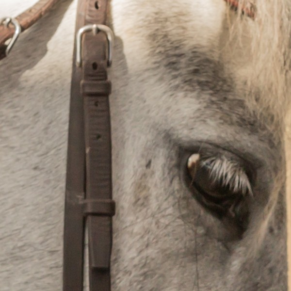 Photo de profil de cavaloutti