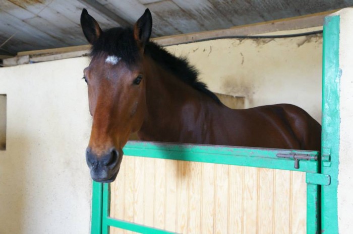 Photo de profil de cherchecheval05