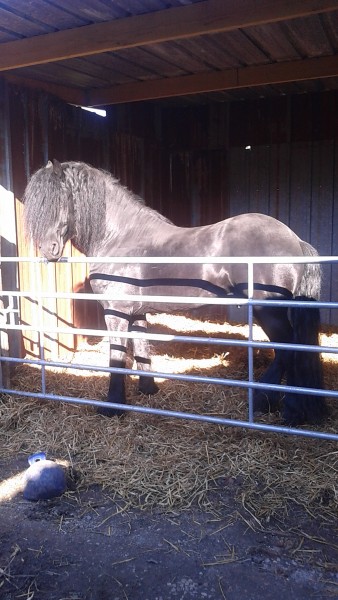 Photo de profil de cheval80150