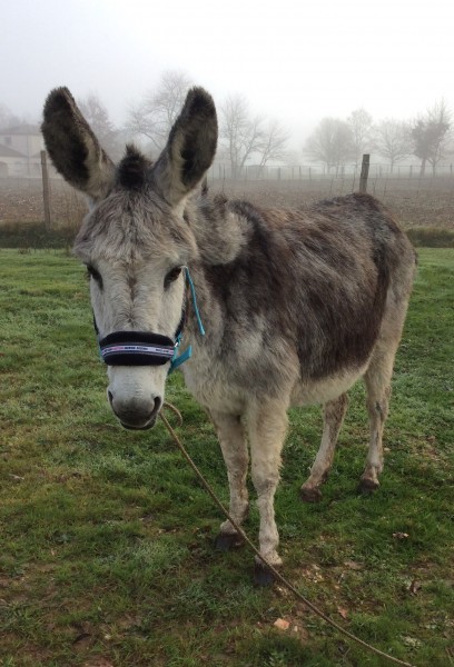 Photo de profil de chevalane1512