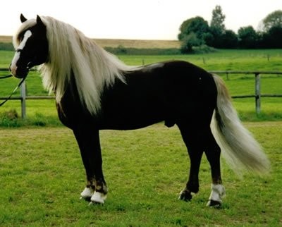 Photo de profil de chevalponey3000