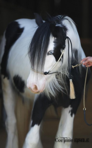 Photo de profil de chevauxtrait