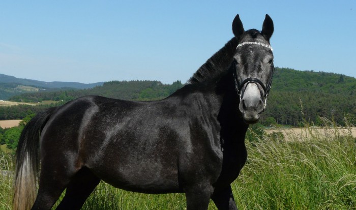 Photo de profil de chirouze