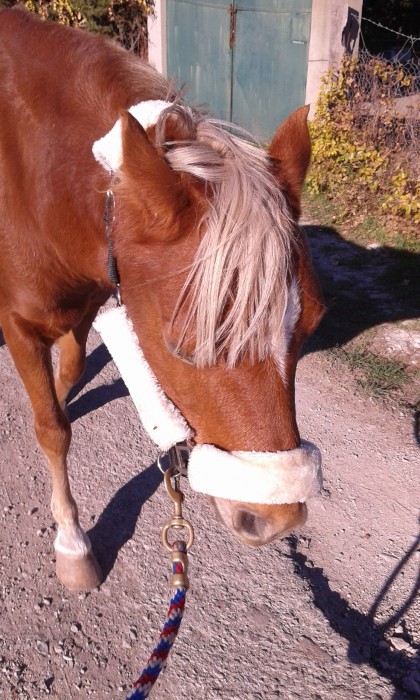 Photo de profil de chloe_poney123