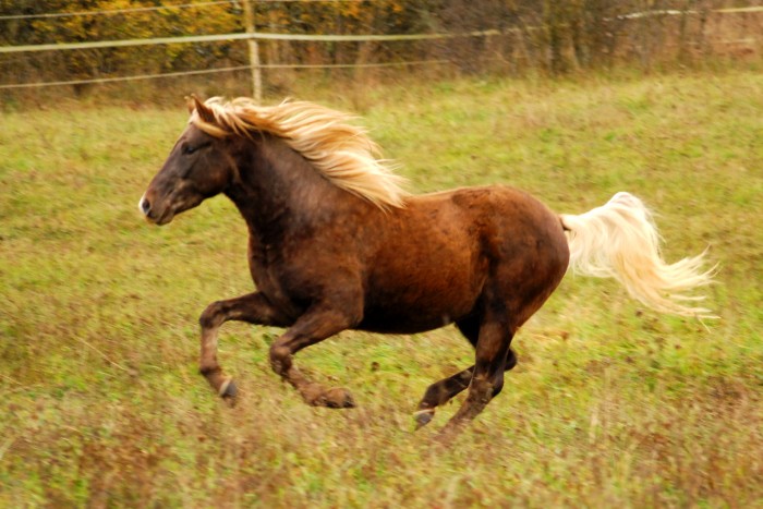 Photo de profil de chocolacrindor