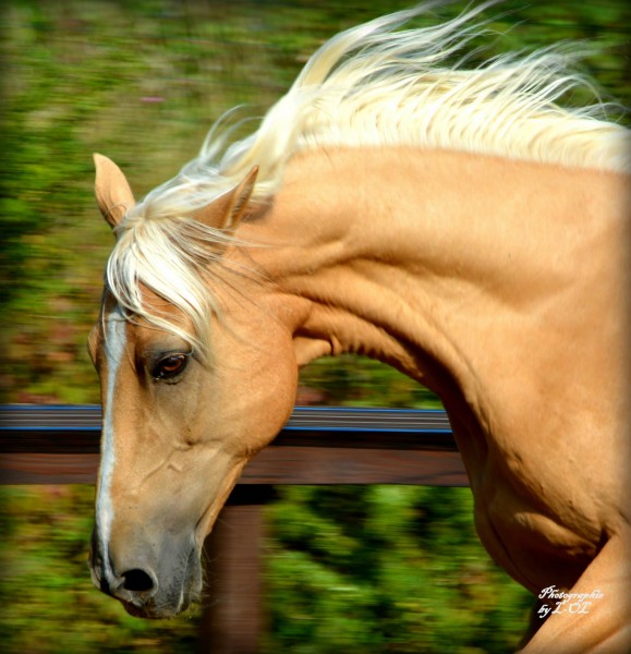 Photo de profil de chocolat72