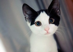 Photo de profil de choupinounou