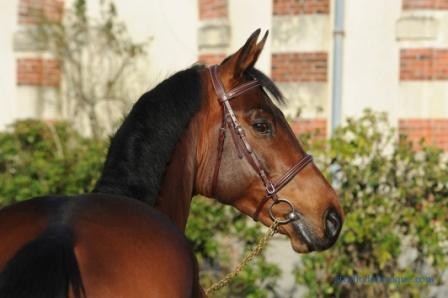 Photo de profil de coliselande