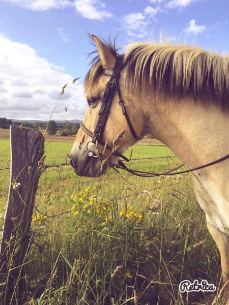 Photo de profil de crinequin