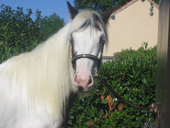 Photo de profil de cristhorse
