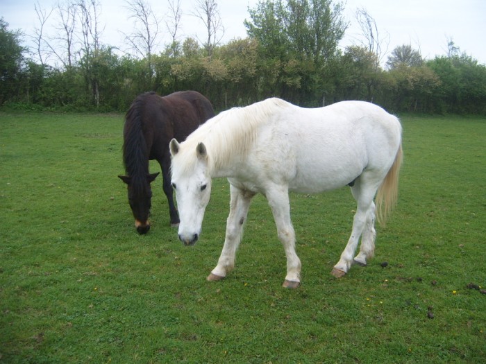 Photo de profil de damouretgangste