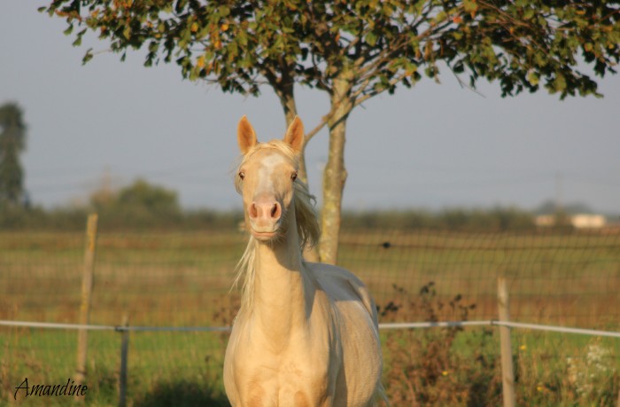 Photo de profil de djeza