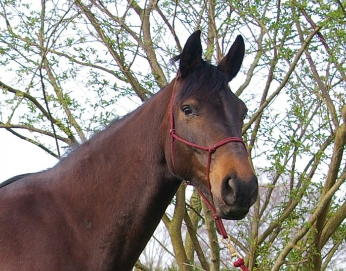 Photo de profil de elevagethery