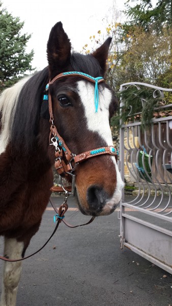 Photo de profil de elgaucho