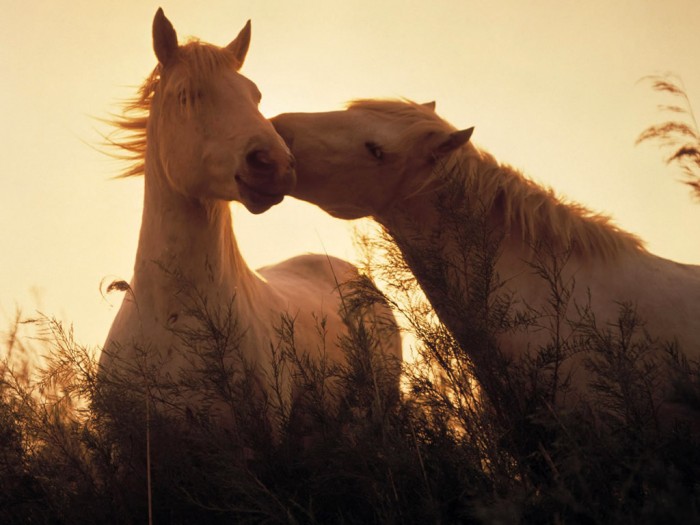 Photo de profil de elihorse