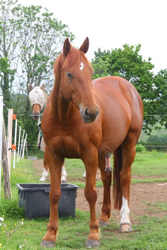 Photo de profil de elviskeo