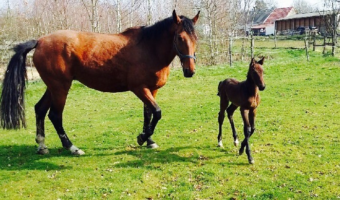 Photo de profil de equidpremier