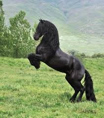 Photo de profil de fanducheval2003