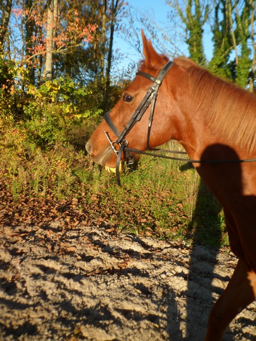 Photo de profil de filligrane