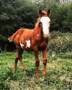 Photo de profil de flambeau_paint