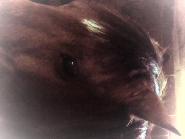 Photo de profil de flogarcia