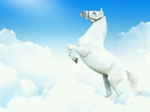 Photo de profil de galupigalop