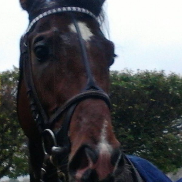 Photo de profil de gingerly