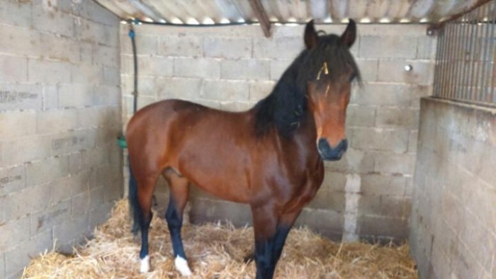 Photo de profil de gorillon