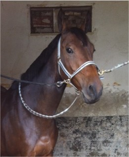 Photo de profil de gusszi