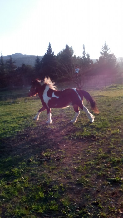 Photo de profil de hako