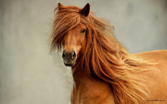 Photo de profil de harpon