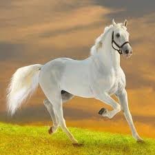 Photo de profil de hemirderun