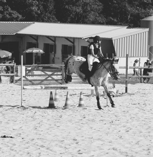 Photo de profil de horseaddict26