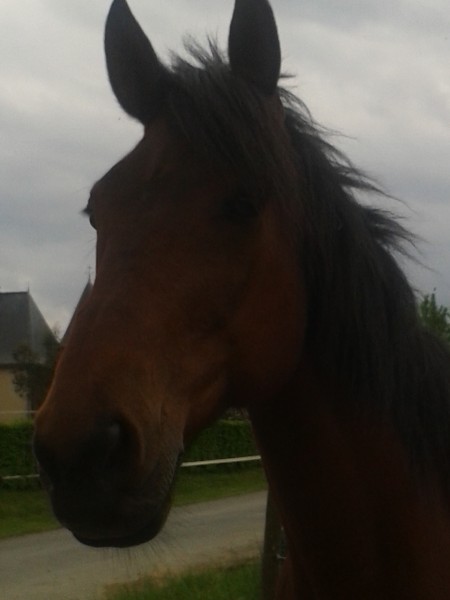Photo de profil de horseben