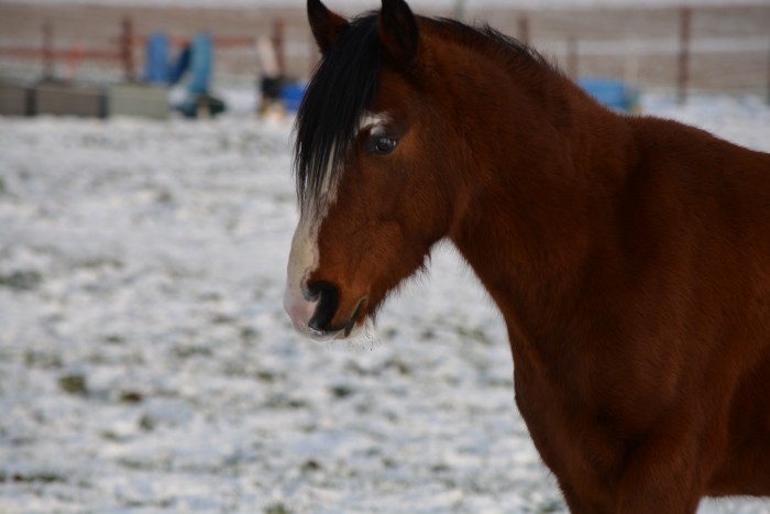 Photo de profil de horse.dream